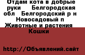 Отдам кота в добрые руки!  - Белгородская обл., Белгородский р-н, Новосадовый п. Животные и растения » Кошки   